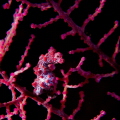 Little pygmy seahorse