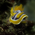 Chromodoris sp nudibranch