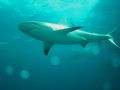 Reef Shark/ picture taken with an olyumps C750