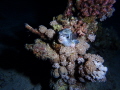 Shot taken during a night dive in Berenice.