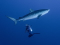 It was towards the end of a dive, when this tiger shark emerged from the blue and swam straight through our group totally unphased. For me, this depicts ocean connectivity through immersing in a deep blue bond. Taken in Fuvahmulah, Maldives.