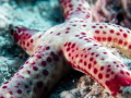 Up close to a spotty dotty Seastar