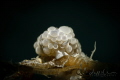 Bubble nudi (Doto sp.)