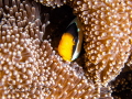 Peek-a-boo