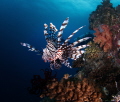 Lion Fish @ Coral Sea