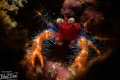 “Better an open enemy than a false friend”

Portrait - Oliver’s Squat Lobster

Nikon D850 with Nauticam Housing
2xDS161, 105mm, ISO 80, f18, 1/200s

