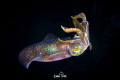 Squid