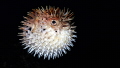 This Spot-fin Porcupinefish is fully inflated underneath Blue Heron Bridge in Riviera Beach Florida. Taken on an Olympus tg6 with no lenses. Couldn't have asked for a better pose.