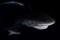 This image was captured off the coast of Florida. Using a black box background and very low lighting I was able to set a dramatic tone for the photo