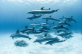Dolphins Egypt