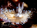 Nudibranch