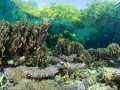 Among all the wonders of Raja Ampat, the mangroves earned top billing in my heart