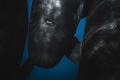 Ocean Giants