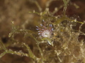 Small pilgrim Cratena found underwater in Cala Incina-Monopoli (BA)-Italy

