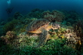 A green turtle feeding on the reef.