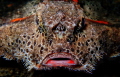 This image of a Polka-Dot BatFish (Ogcocephalus cubifrons) was taken at Blue Heron Bridge in Riviera Beach, FL on an Olympus TG6.