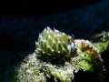 Sheep nudi from  Dauin, Philippines using TG6 microscope mode with +5 diopter and video light. With a subject this small,I rely more on the LCD to see anything.