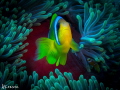 Nemo. Found.