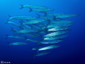 Shoal A