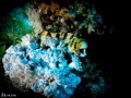 Snowflake (eel)