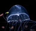 Black water dive at grand cayman .