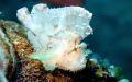 Taenianotus triacanthus (leaf scorpionfish). (f/5.6, 1/80, ISO-400, 50mm, no strobe but torch). - Erik