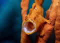 Juvenile Painted Frogfish trying to scare me off in Kubu, Bali.