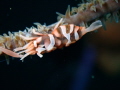 A quite difficult find for a low visibility in northern raja Ampat