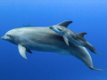 Baby bottlenose dolphin