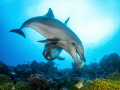Bottlenose dolphin playing with seaweed