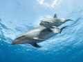 Bottlenose dolphin
