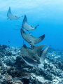 Eagle rays