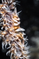 Whip Coral Shrimp on its coral during a dive in Tulamben, bali.
