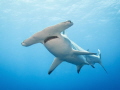 Hammerhead shark