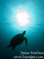 I love turtles!