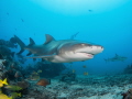 Lemon shark