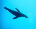 Sea lions!