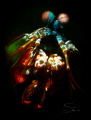 Manta Shrimp @ Tulamben Bali