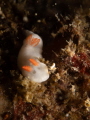 Verconia hongkongiensis
Special nudi in Hong Kong