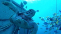 Sea Turtle in Guam. About 30 Ft with water temps at 86 degrees. Location Fish Eye. Taken 1/11/17. Thought this was a unique shot and what wonderful memories it brings back. Hope everyone enjoys this photo!