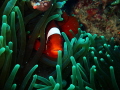 Clownfish