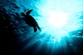 Looking up at a Honu (Green Sea Turtle) from 20 feet below at Sharks Cove North Shore, Hawaii.