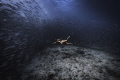 A shot I got of my friend diving into a school of akule in Maui.