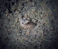 the napoleon sea snake