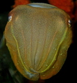 The cuttlefish's face glows with a subtle, ethereal radiance, highlighting its intricate, otherworldly skin patterns. Its large, expressive eyes captivate with an irre