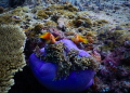 These Maldive anemonefish (Amphiprion nigripes) were at the very edge of my freediving breath hold. I took several shots of them, and each time I would have to immediately swim back up to take a breath before coming back for the next shot.