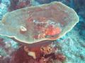 Sergeant Baker fish at the Solitary Islands. Canon