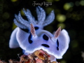 nudi