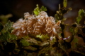 This large nudibranch (Pteraeolidia semperi) moved quite quickly over algae towards me. In addition to rhinophores, this species also has tentacles and grows up to 20 cm long.
I took the picture at Murex Bangka Resort.