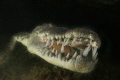 SEA CROCODILE